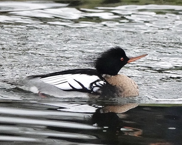 merganser